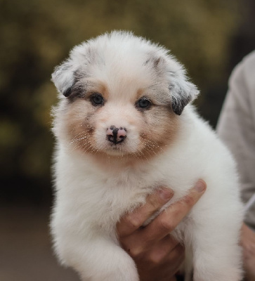 Femelle Bleu Merle 