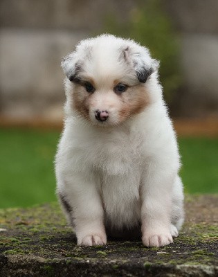 Femelle Bleu Merle 