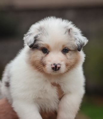 Femelle Bleu Merle 