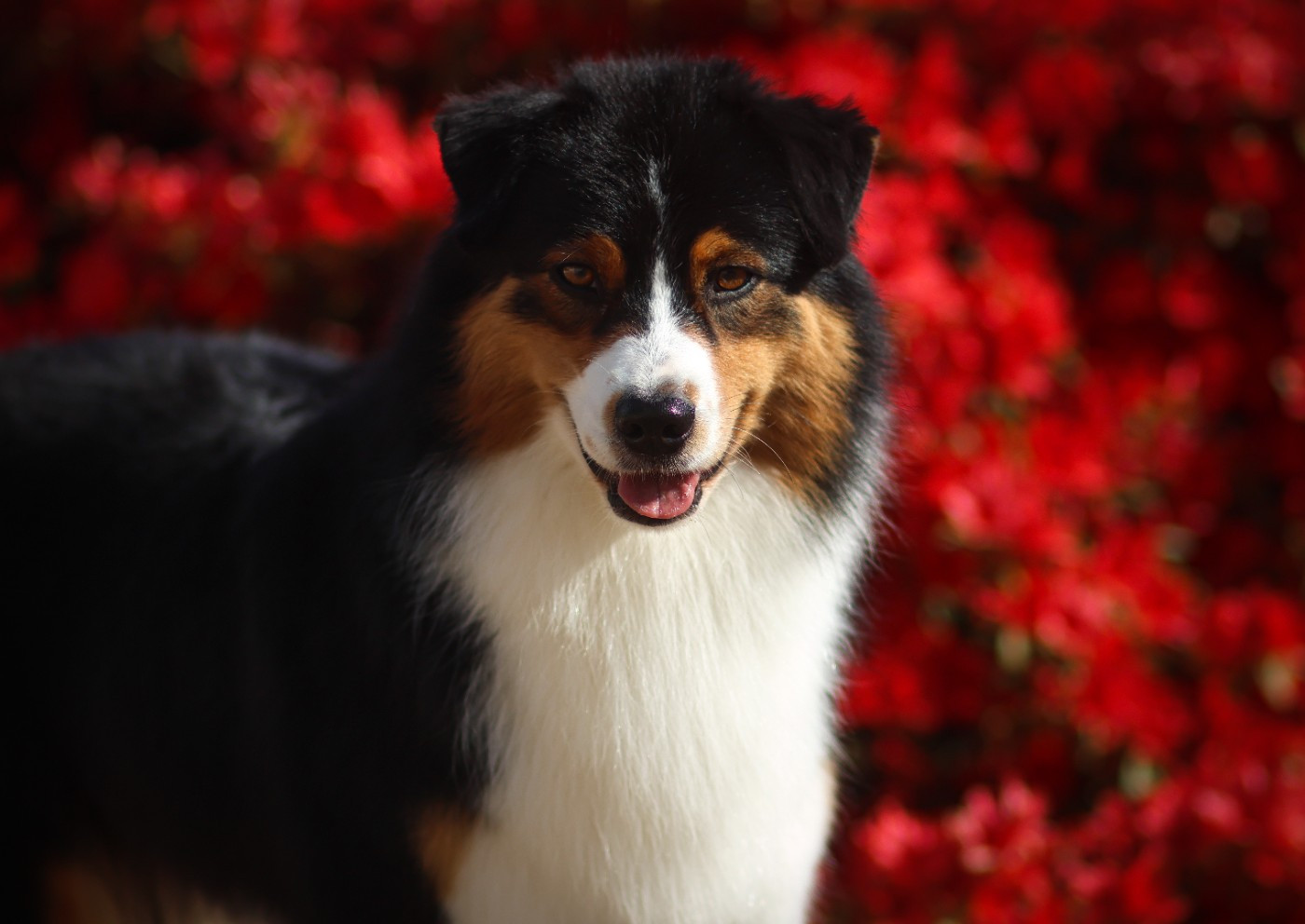 U follow me Semper Fidélis Aussie