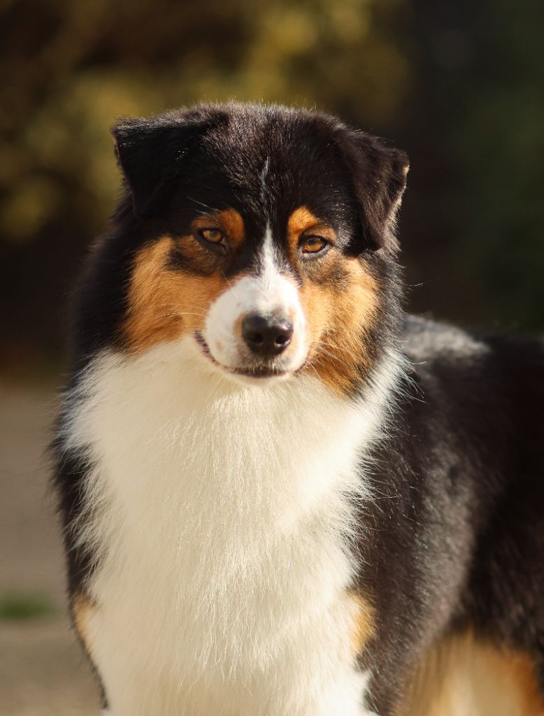 U follow me Semper Fidélis Aussie