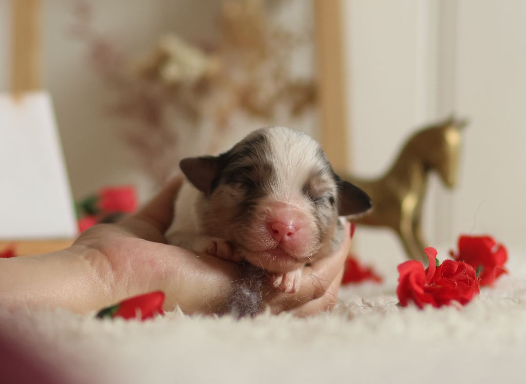 Semper Fidélis Aussie - Chiots disponibles - Berger Australien