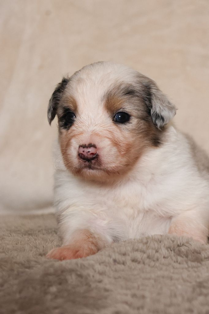 Semper Fidélis Aussie - Chiots disponibles - Berger Australien