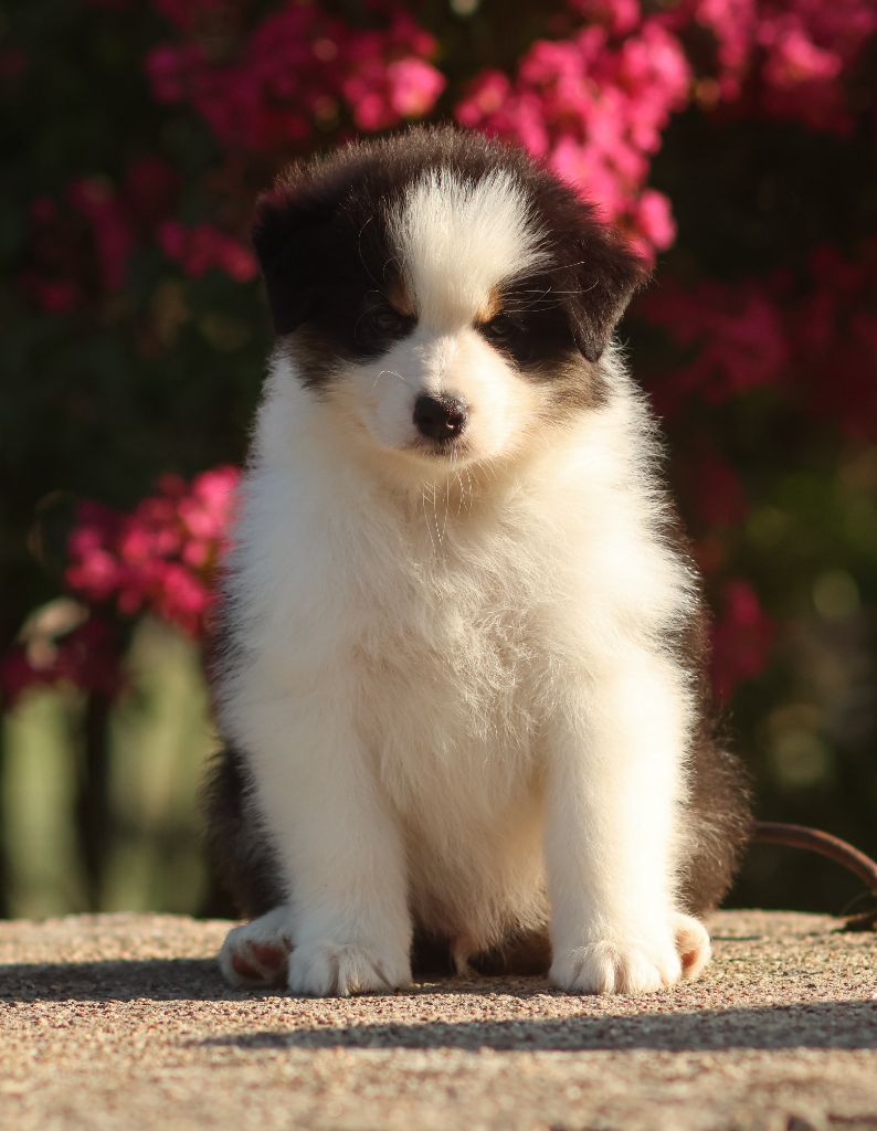 Semper Fidélis Aussie - Chiots disponibles - Berger Australien