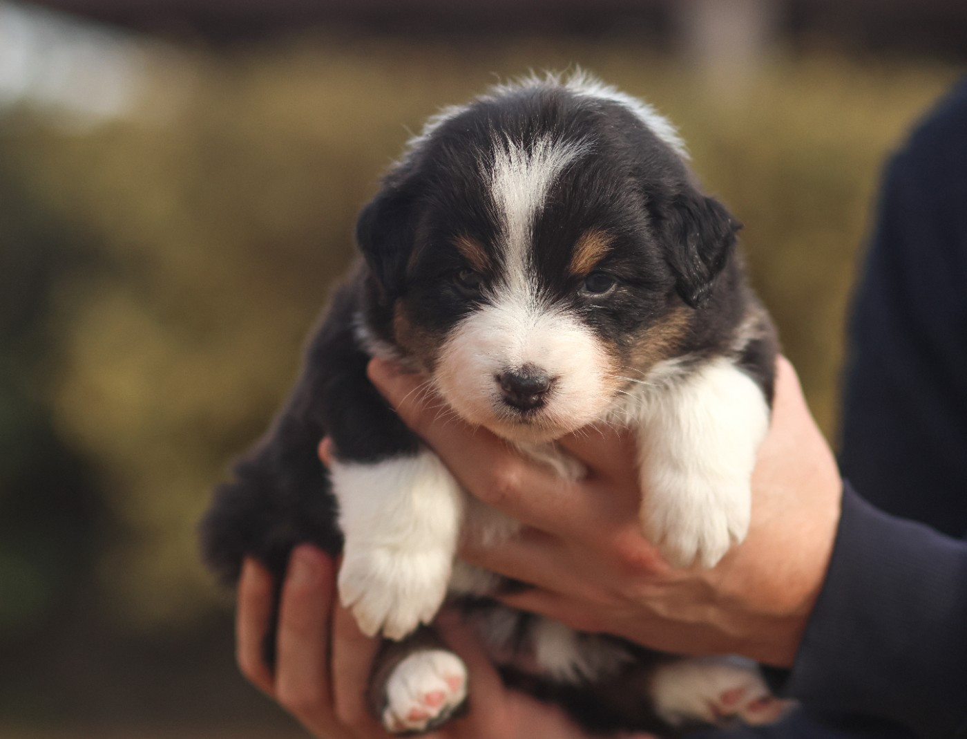 Semper Fidélis Aussie - Chiots disponibles - Berger Australien
