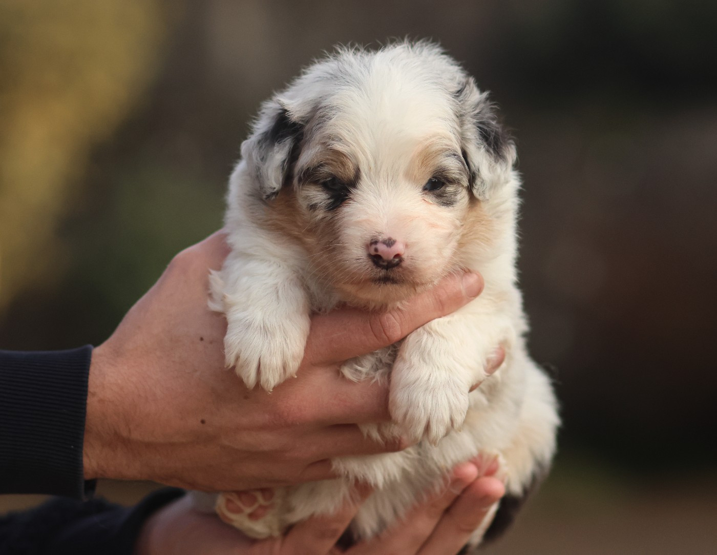 Semper Fidélis Aussie - Chiots disponibles - Berger Australien