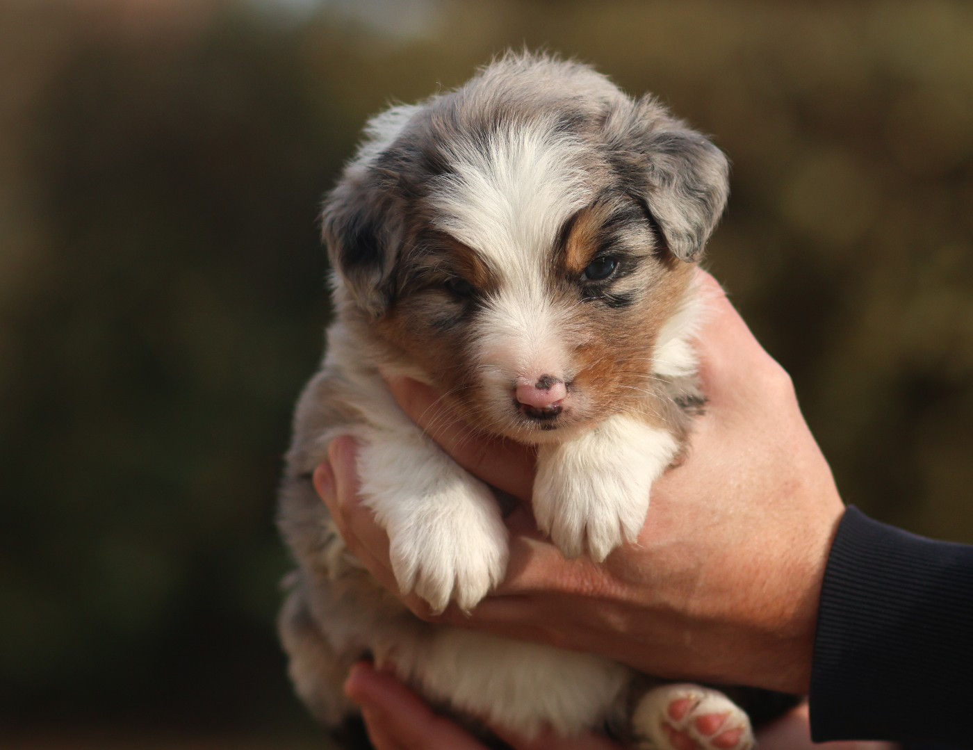 Semper Fidélis Aussie - Chiots disponibles - Berger Australien
