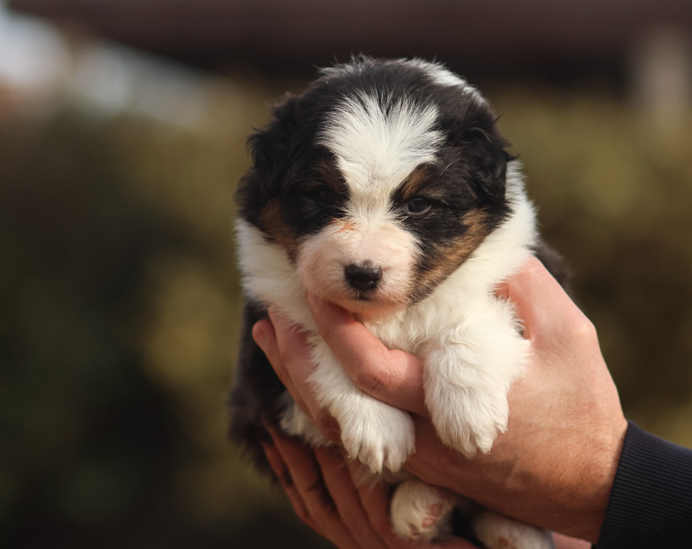 Semper Fidélis Aussie - Chiots disponibles - Berger Australien