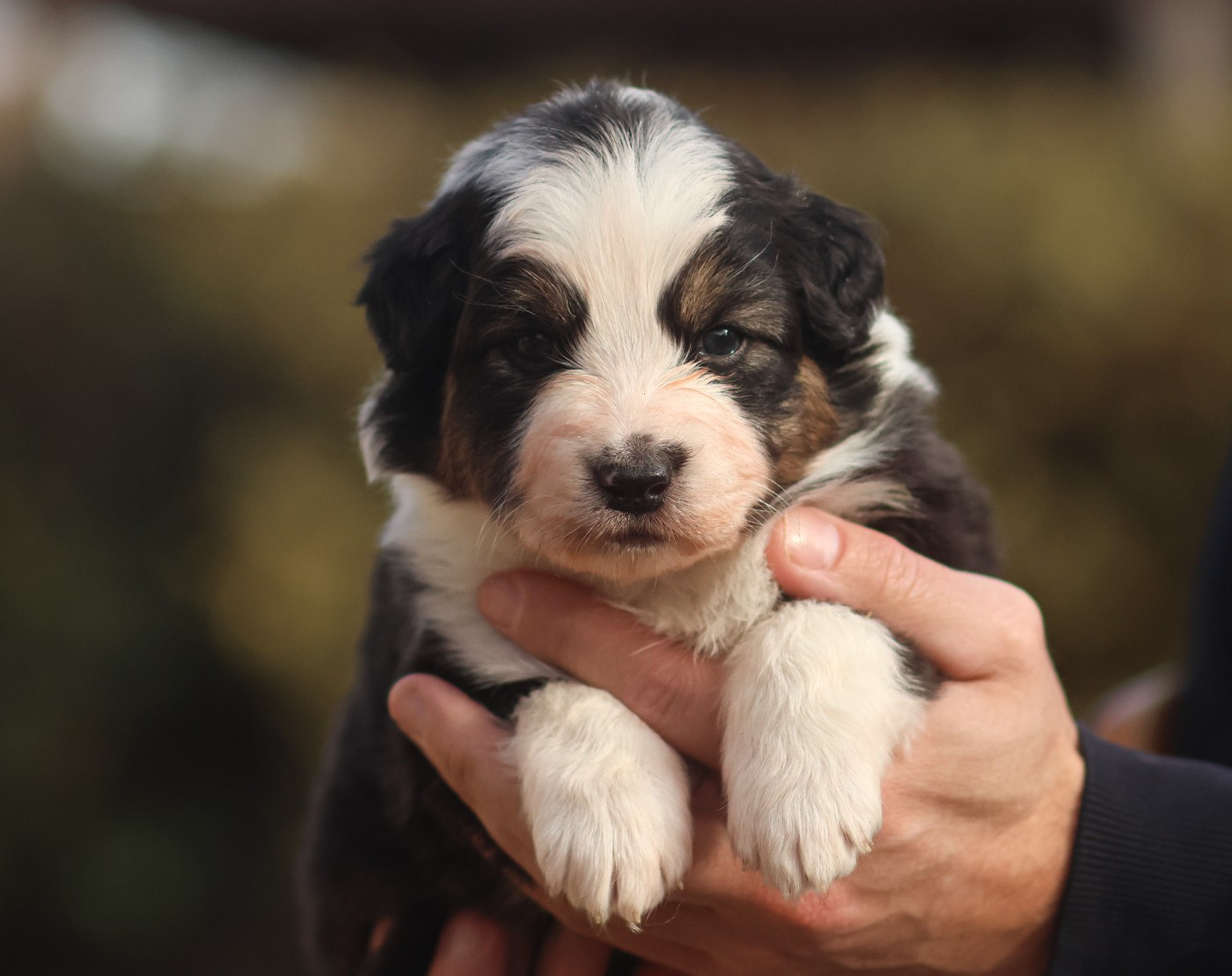 Semper Fidélis Aussie - Chiots disponibles - Berger Australien