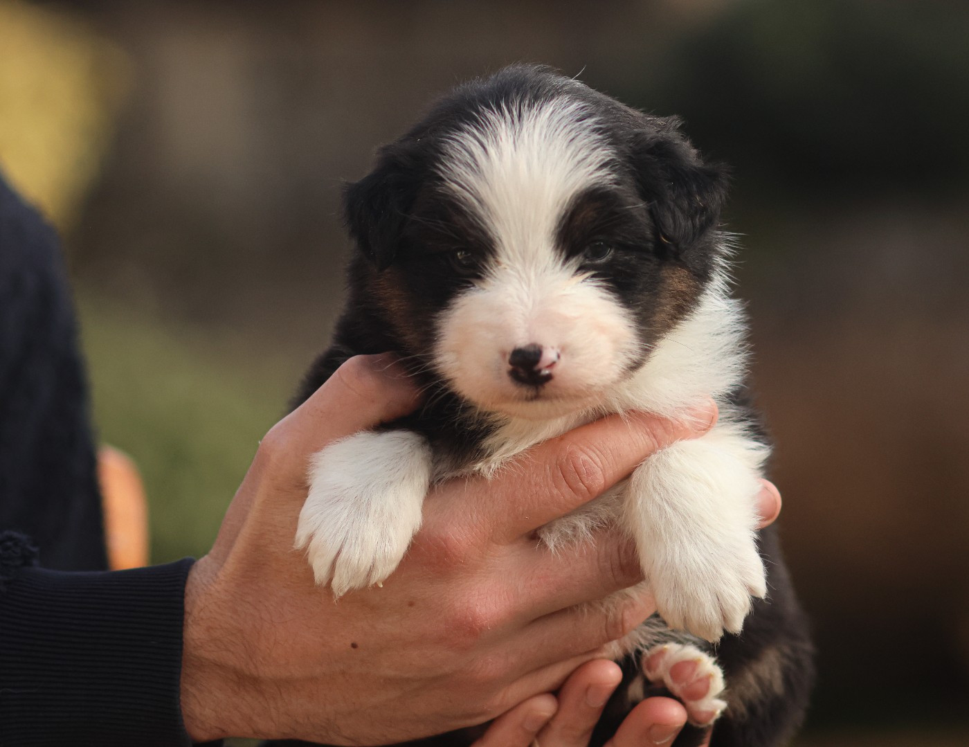 Semper Fidélis Aussie - Chiots disponibles - Berger Australien