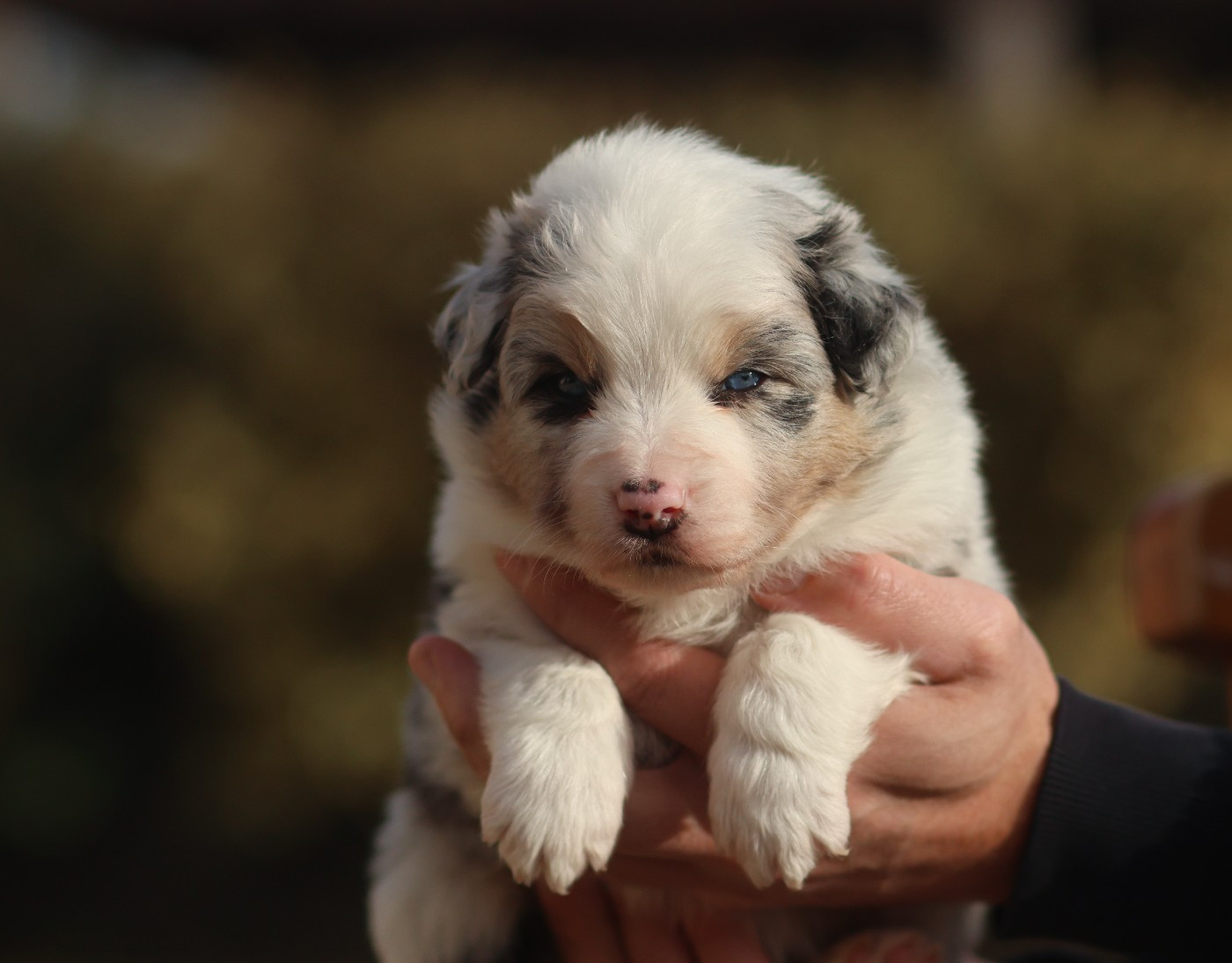 Semper Fidélis Aussie - Chiots disponibles - Berger Australien