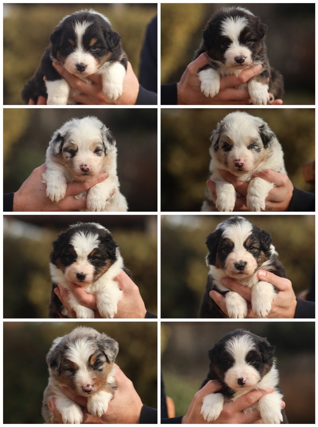 Chiot Berger Australien Semper Fidélis Aussie