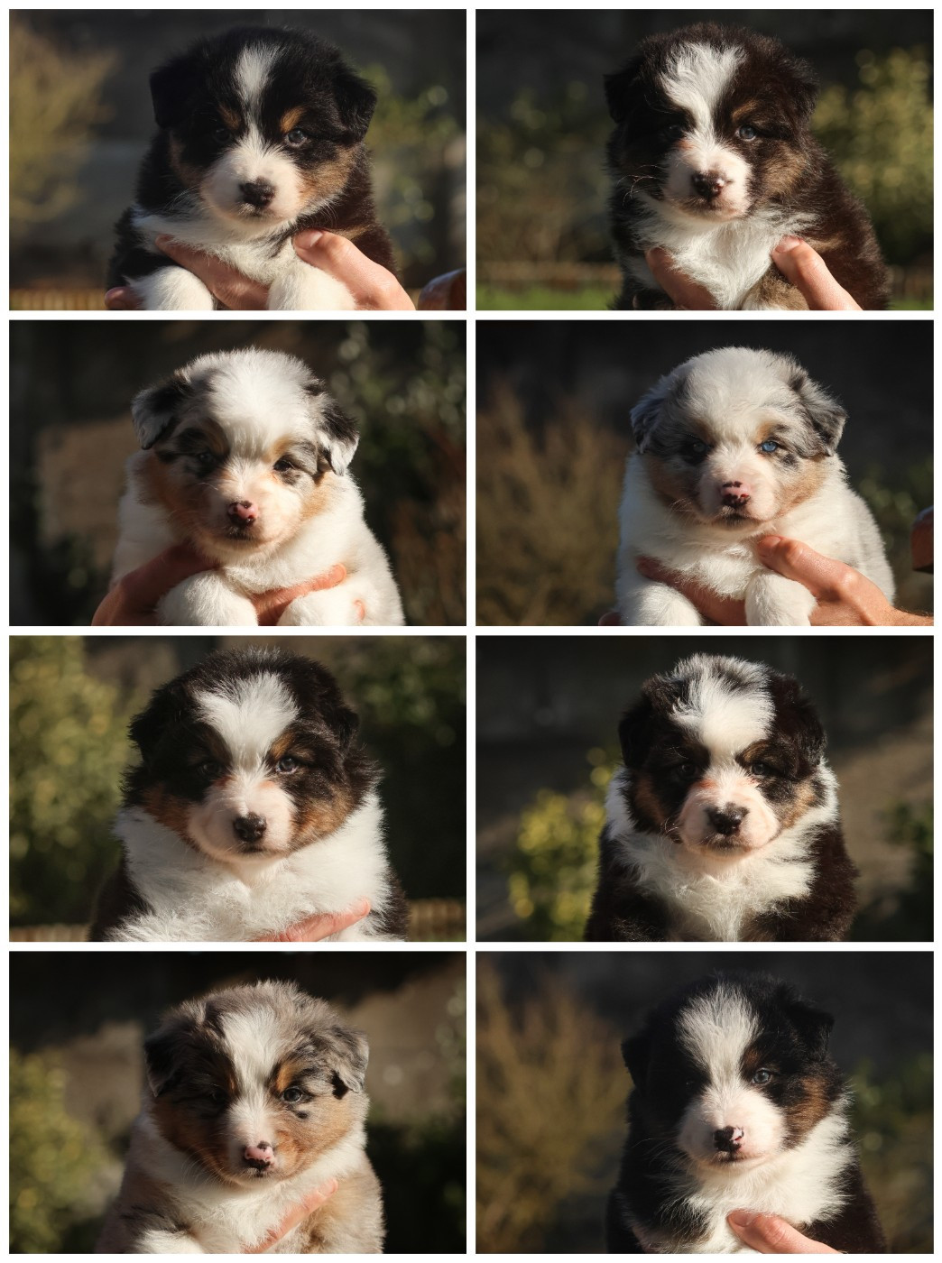 Semper Fidélis Aussie - Berger Australien - Portée née le 21/12/2025