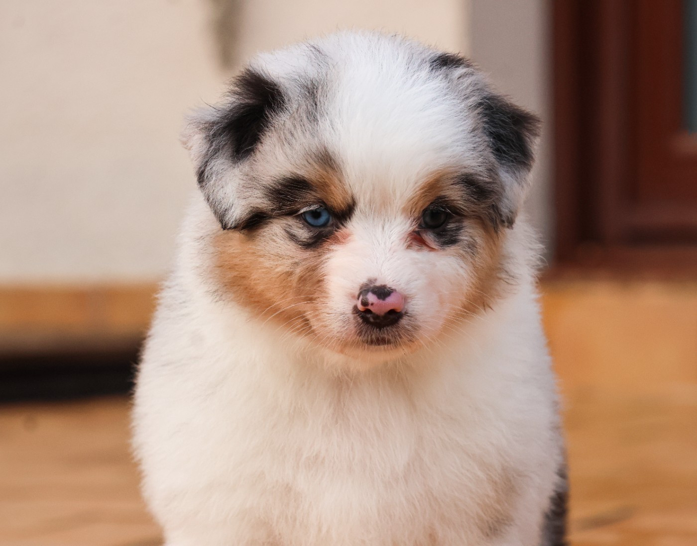 Semper Fidélis Aussie - Chiots disponibles - Berger Australien