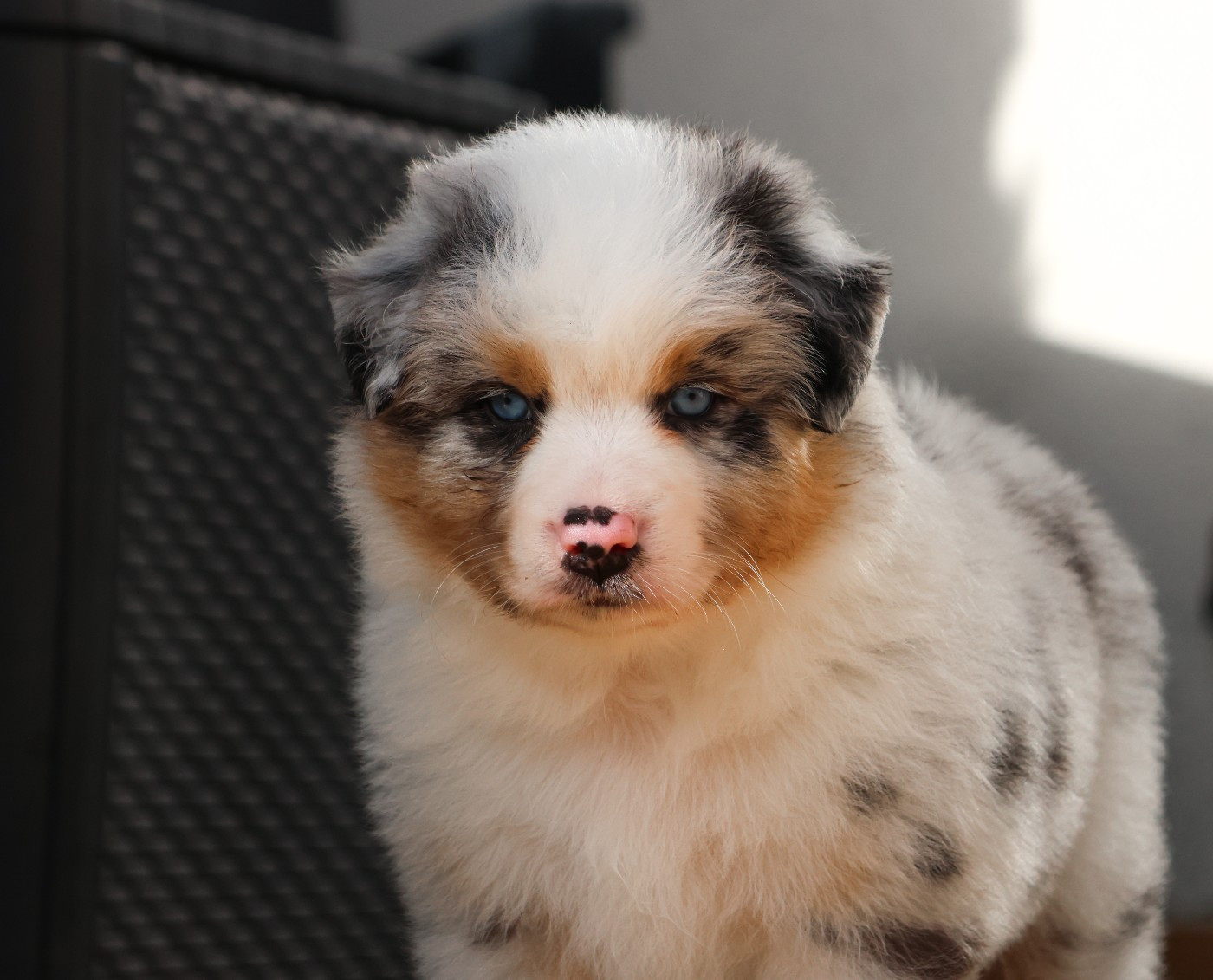 Semper Fidélis Aussie - Chiots disponibles - Berger Australien