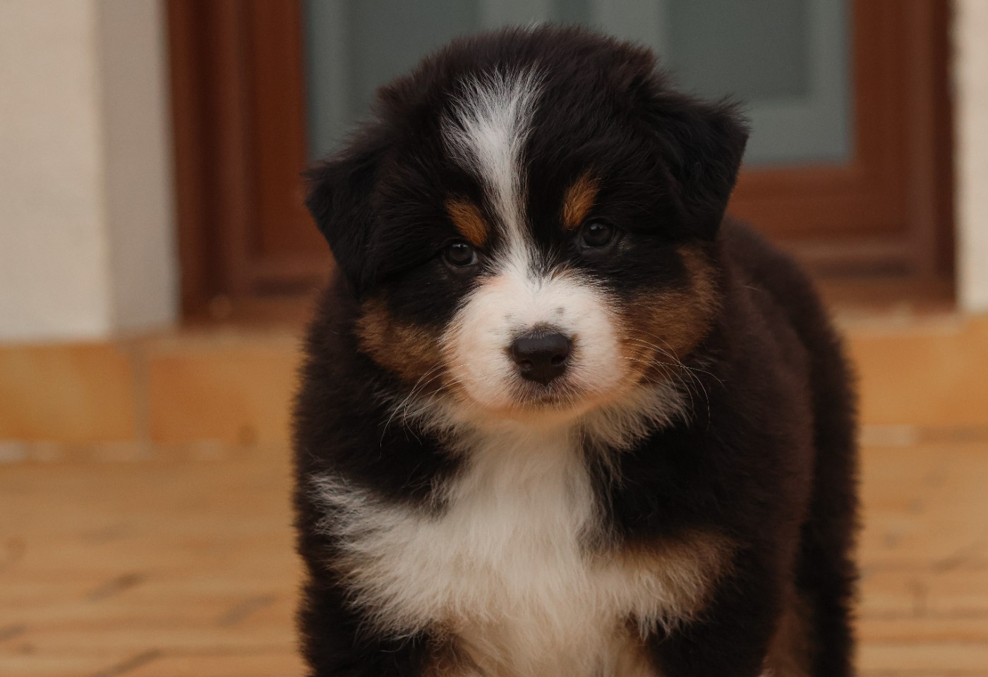 Semper Fidélis Aussie - Chiots disponibles - Berger Australien