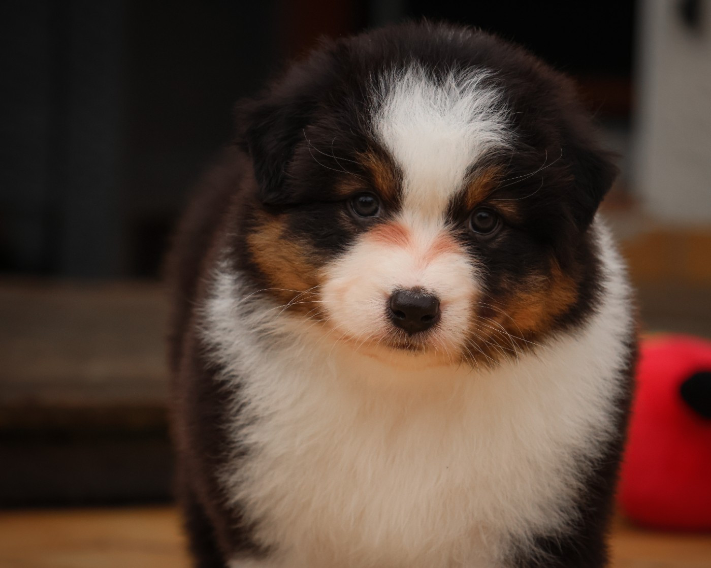 Semper Fidélis Aussie - Chiots disponibles - Berger Australien