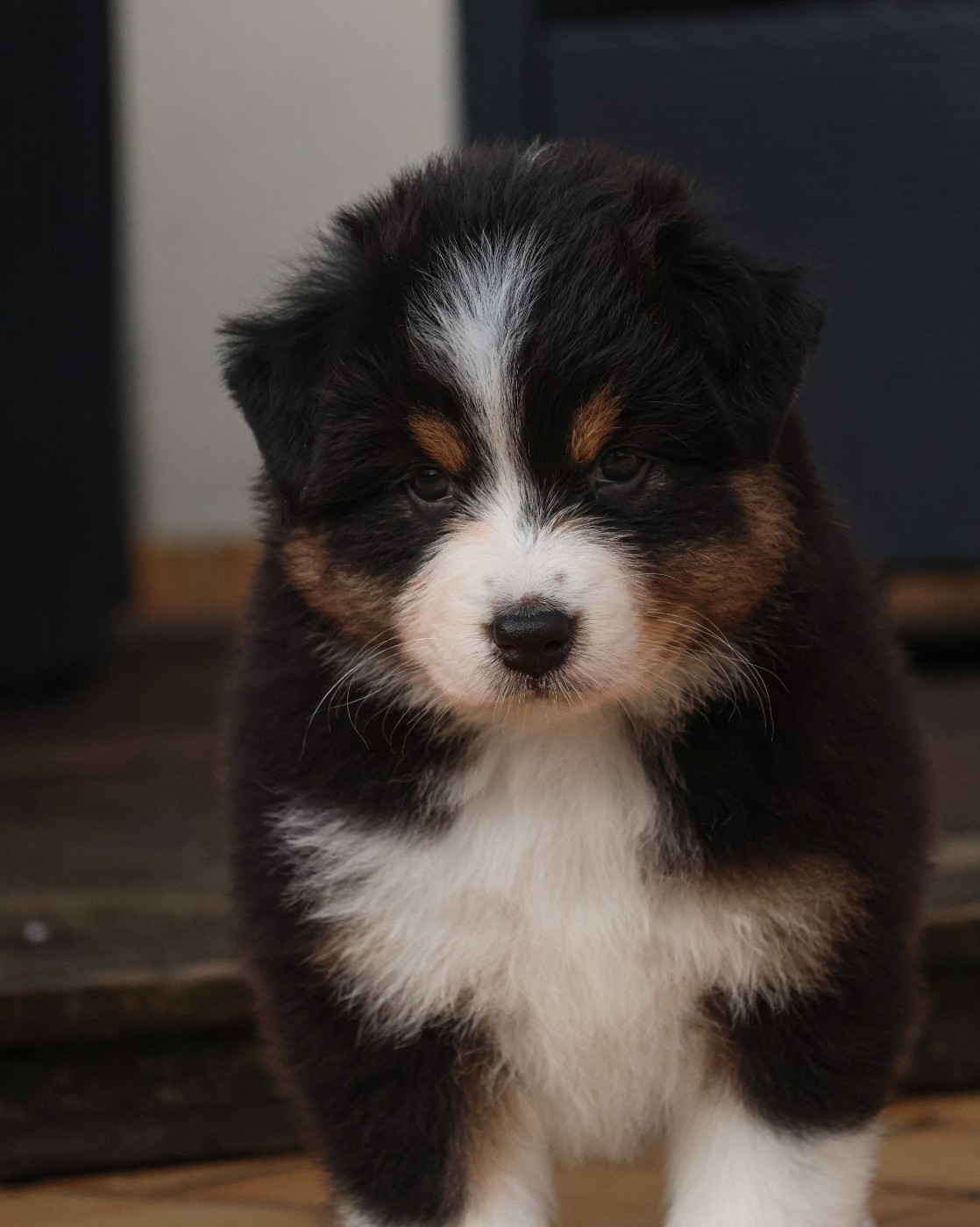 Semper Fidélis Aussie - Chiots disponibles - Berger Australien