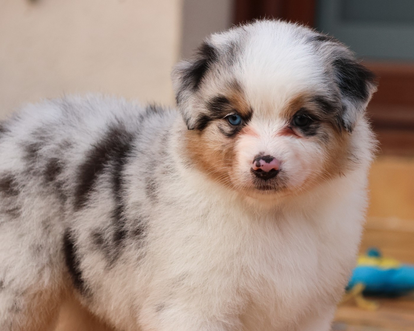 Semper Fidélis Aussie - Chiots disponibles - Berger Australien