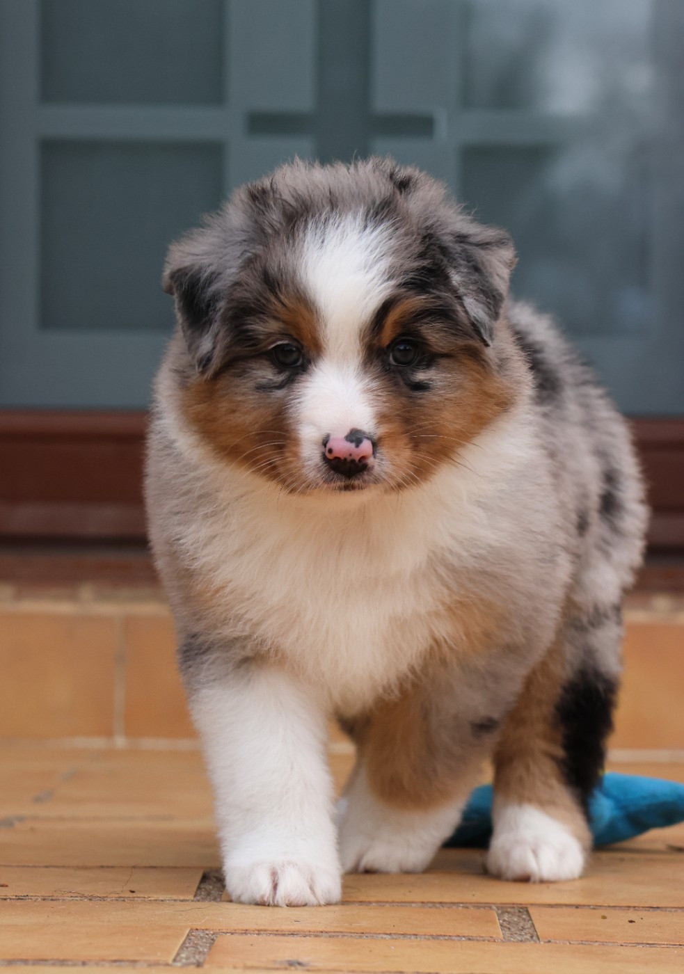 Semper Fidélis Aussie - Chiots disponibles - Berger Australien