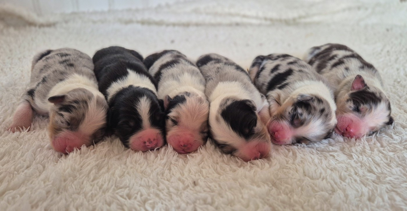 Semper Fidélis Aussie - Chiots disponibles - Berger Australien