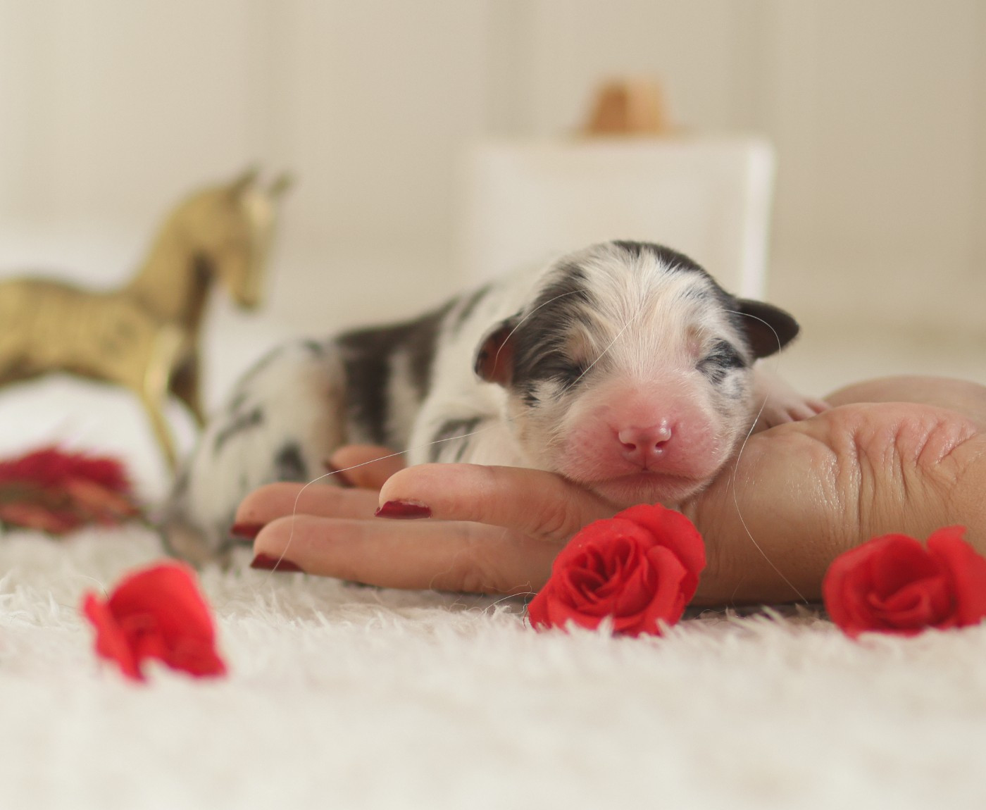 Semper Fidélis Aussie - Chiots disponibles - Berger Australien