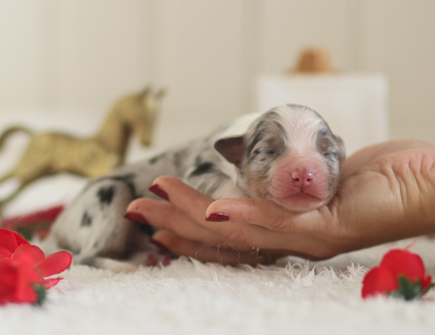 Semper Fidélis Aussie - Chiots disponibles - Berger Australien