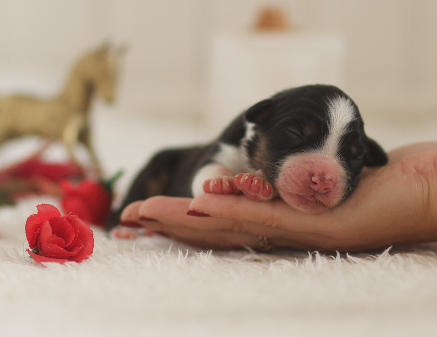 Semper Fidélis Aussie - Chiots disponibles - Berger Australien