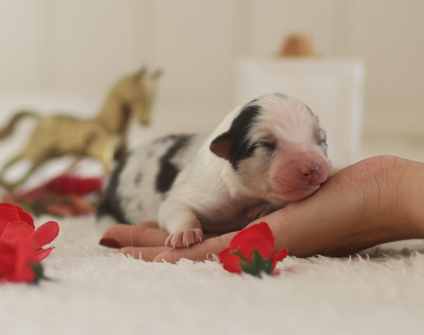 Semper Fidélis Aussie - Chiots disponibles - Berger Australien