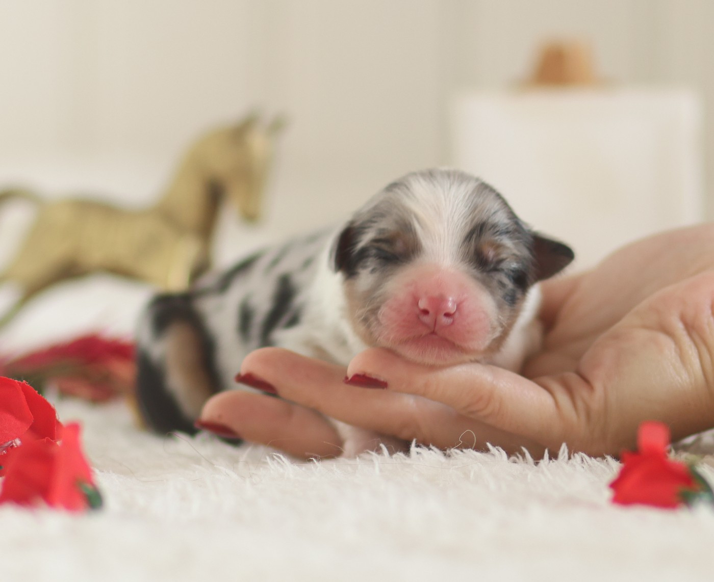 Semper Fidélis Aussie - Chiots disponibles - Berger Australien