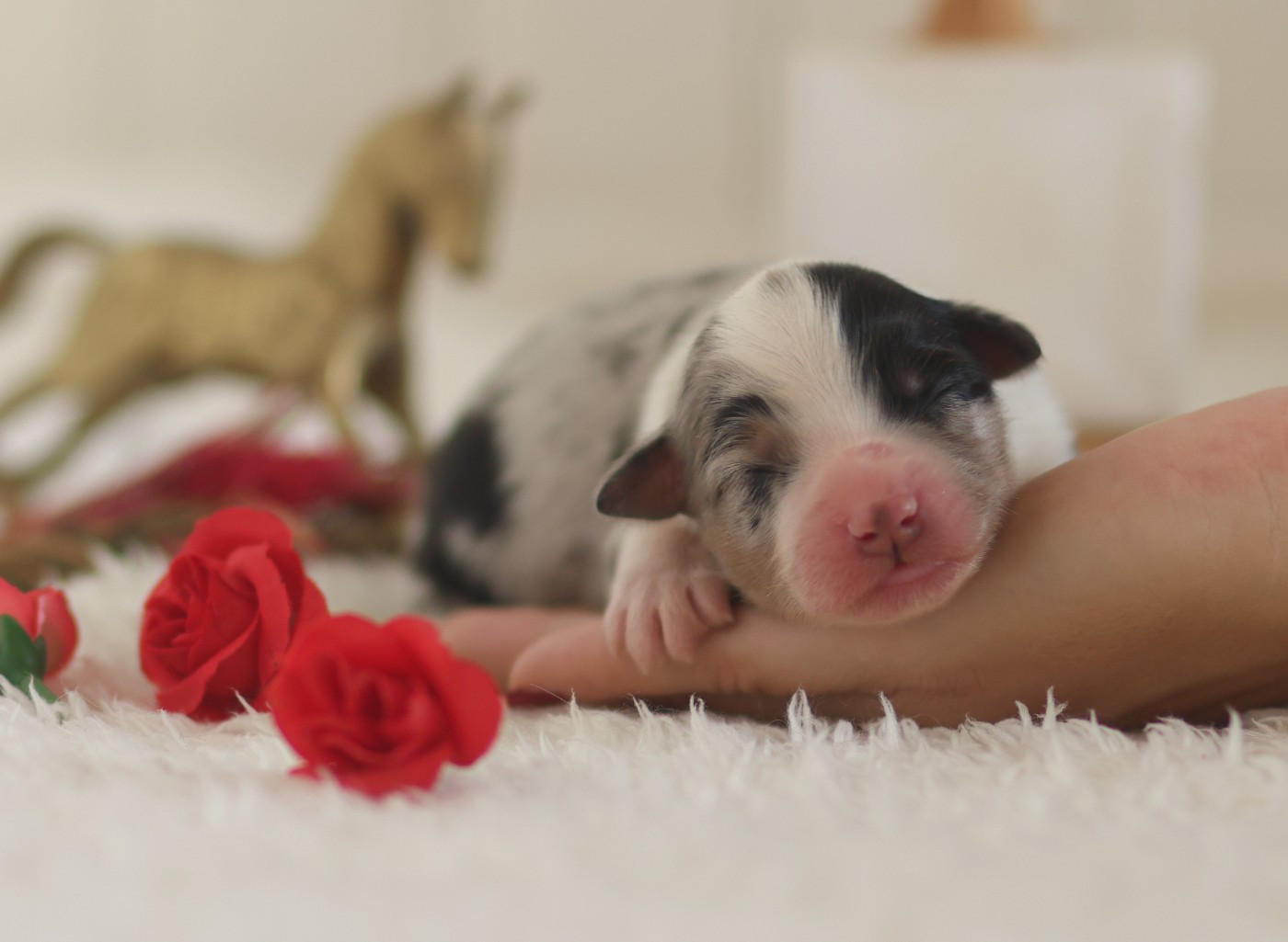 Semper Fidélis Aussie - Chiots disponibles - Berger Australien