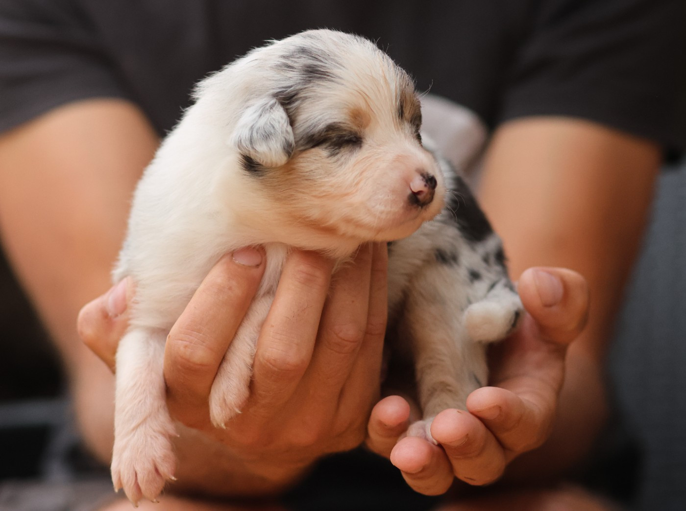 Semper Fidélis Aussie - Chiots disponibles - Berger Australien