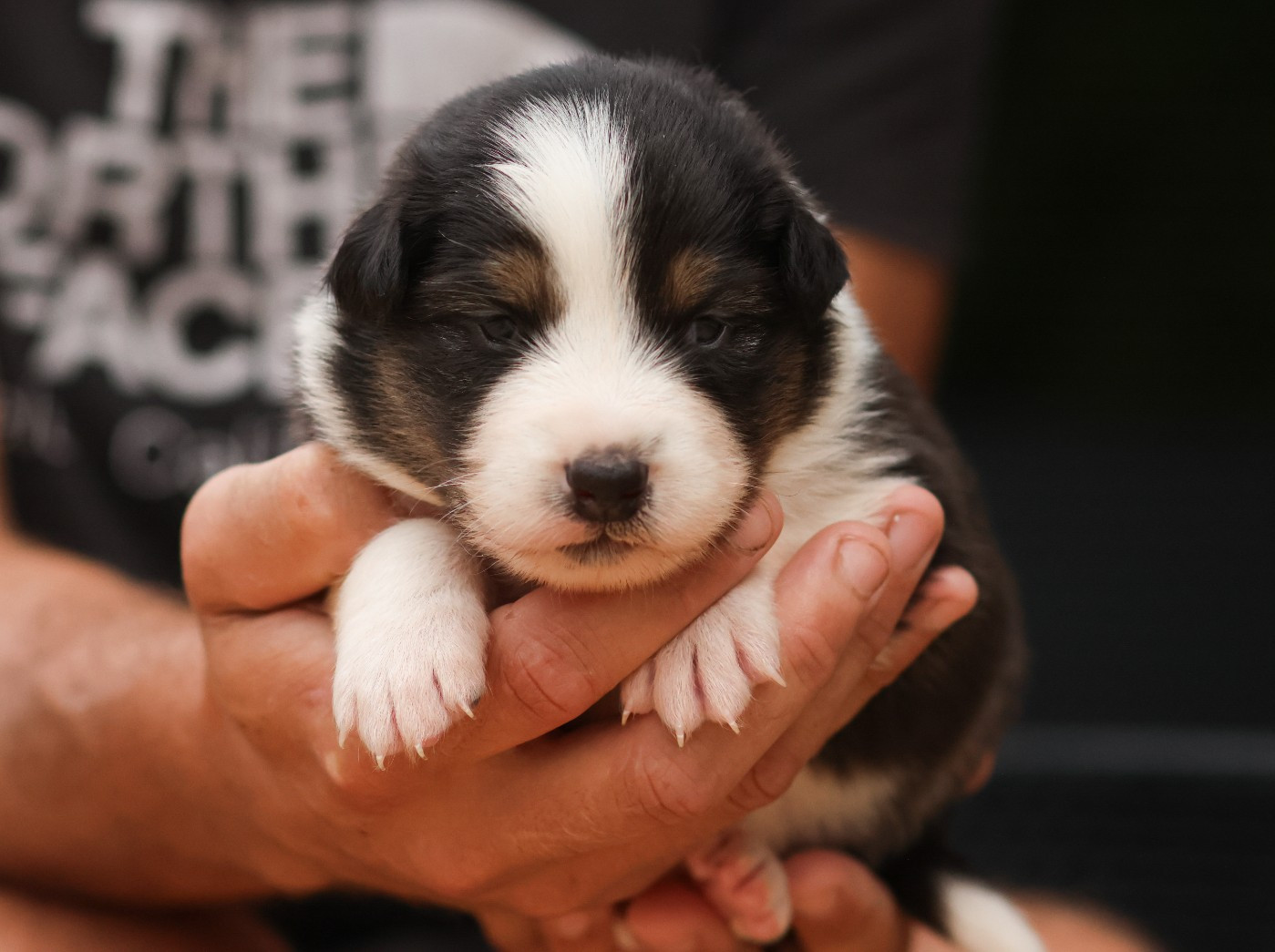Semper Fidélis Aussie - Chiots disponibles - Berger Australien
