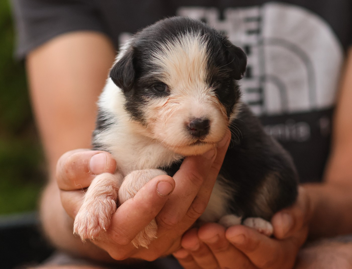 Semper Fidélis Aussie - Chiots disponibles - Berger Australien
