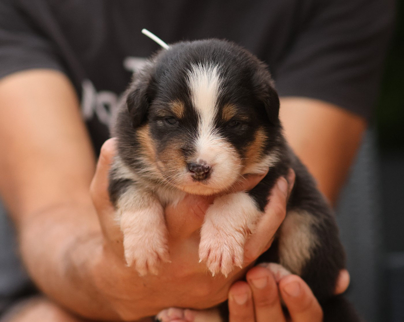 Semper Fidélis Aussie - Chiots disponibles - Berger Australien