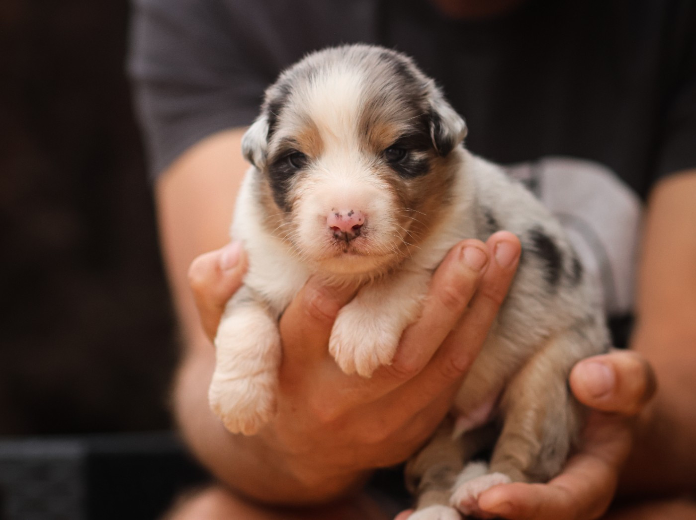 Semper Fidélis Aussie - Chiots disponibles - Berger Australien