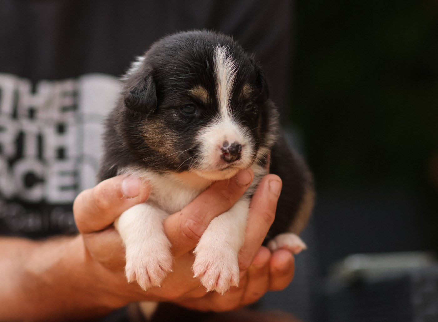 Semper Fidélis Aussie - Chiots disponibles - Berger Australien
