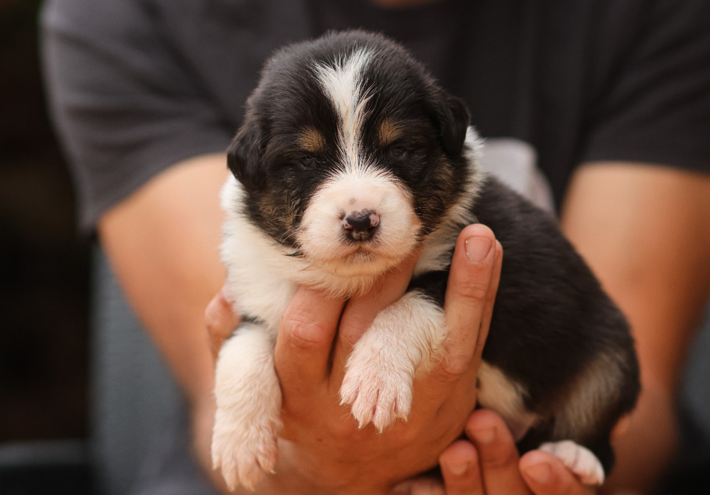 Semper Fidélis Aussie - Chiots disponibles - Berger Australien