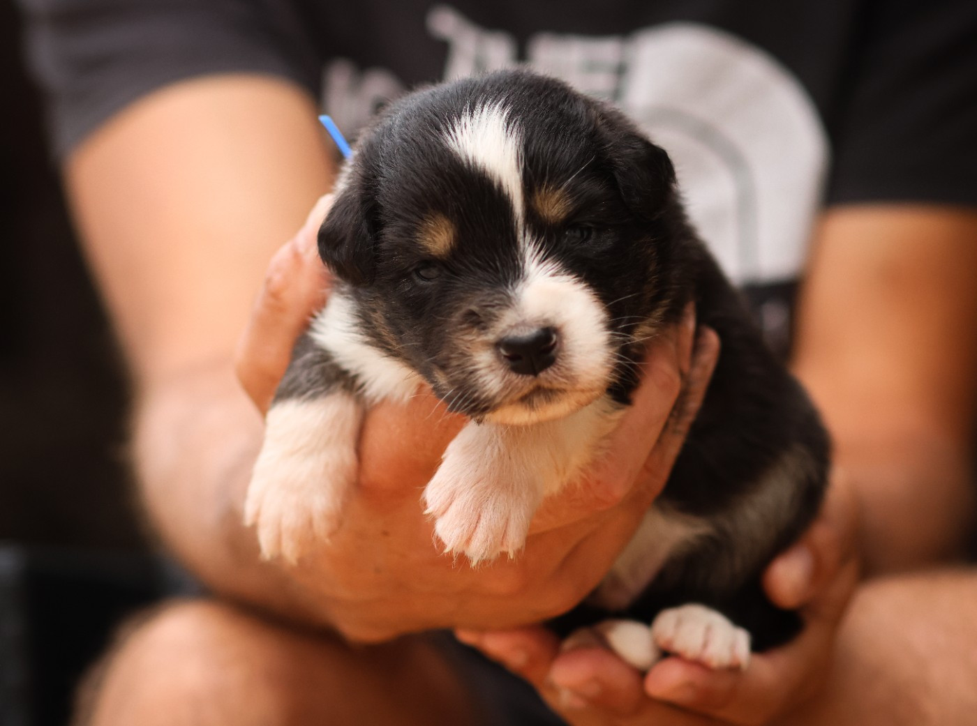 Semper Fidélis Aussie - Chiots disponibles - Berger Australien