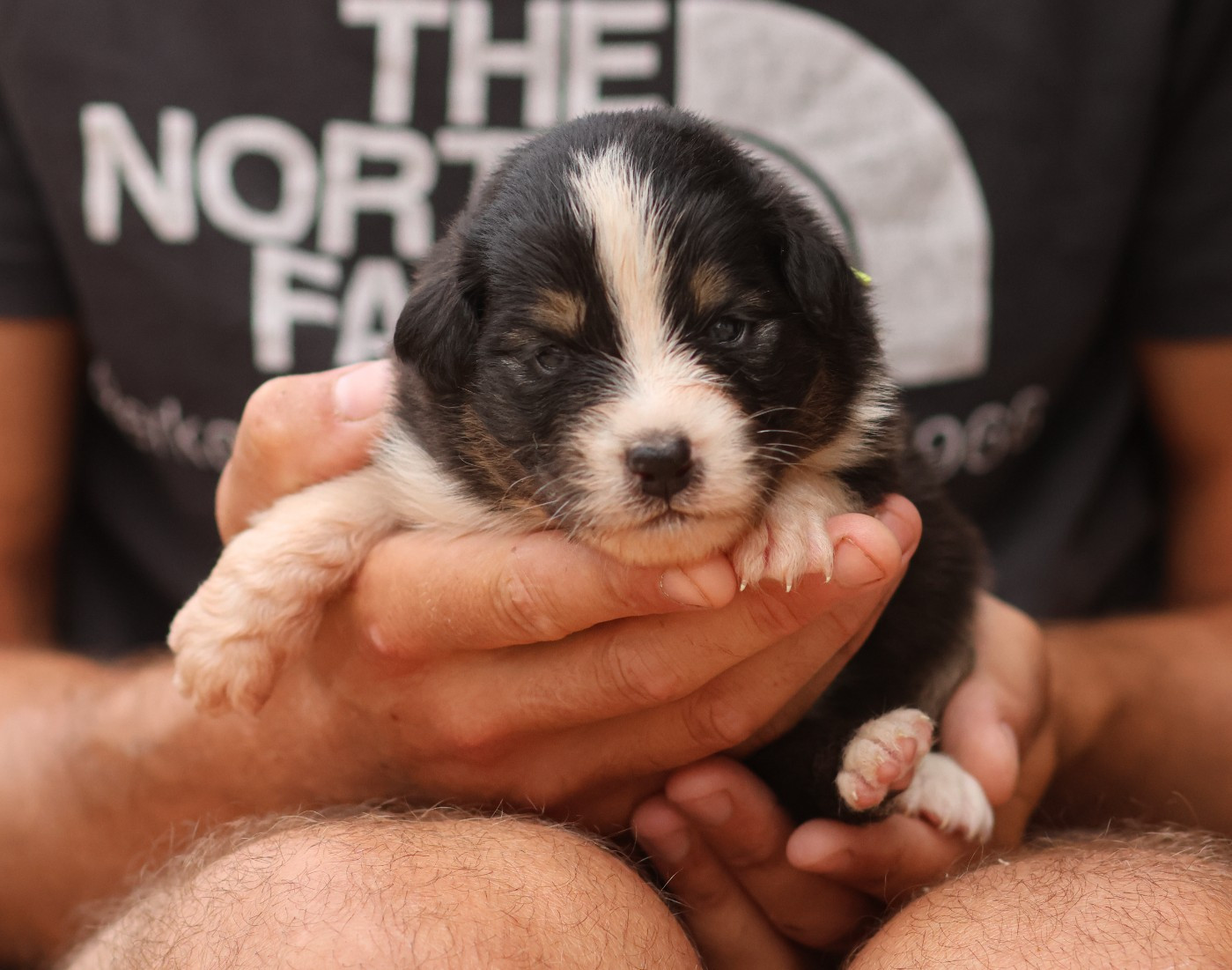 Semper Fidélis Aussie - Chiots disponibles - Berger Australien