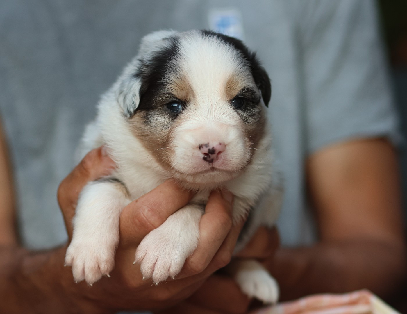 Semper Fidélis Aussie - Chiots disponibles - Berger Australien