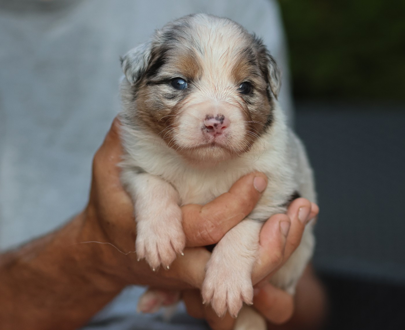 Semper Fidélis Aussie - Chiots disponibles - Berger Australien