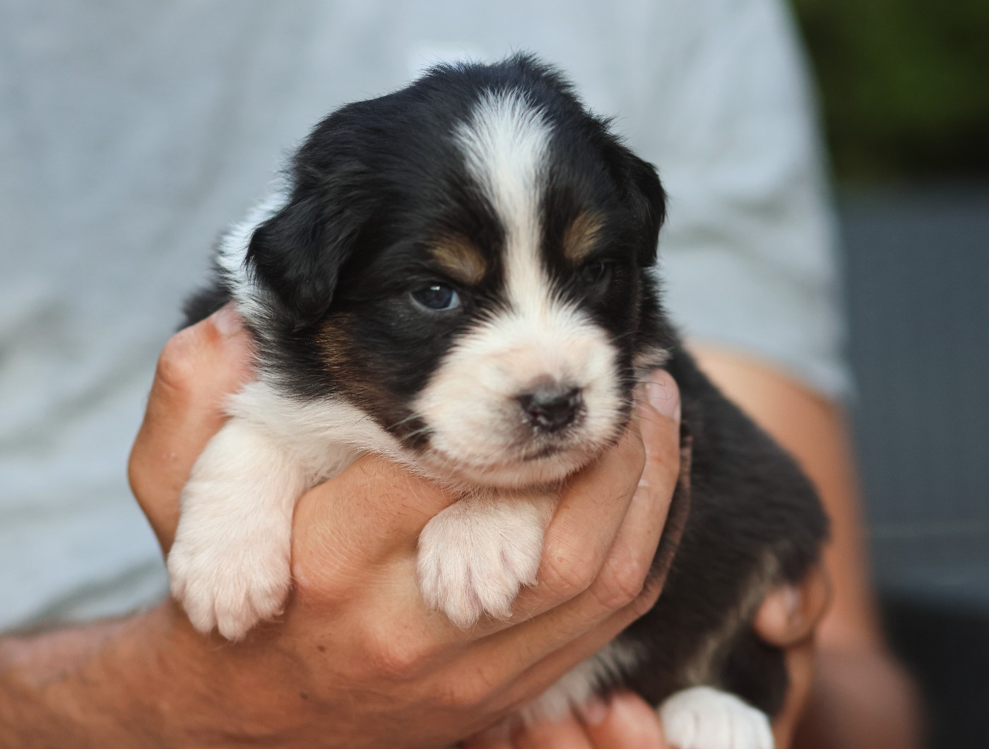 Semper Fidélis Aussie - Chiots disponibles - Berger Australien
