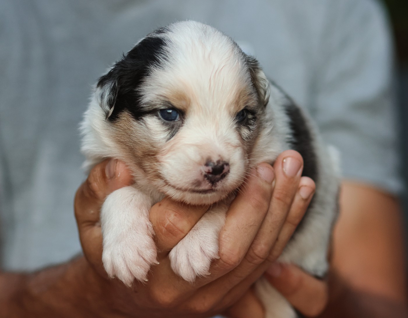 Semper Fidélis Aussie - Chiots disponibles - Berger Australien