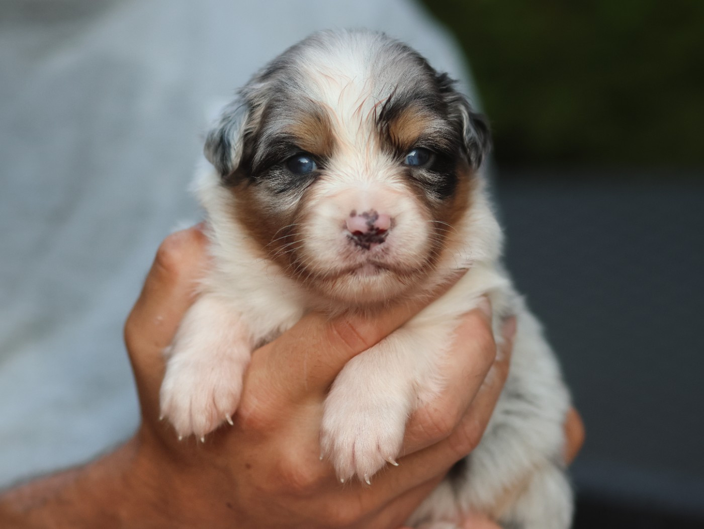 Semper Fidélis Aussie - Chiots disponibles - Berger Australien