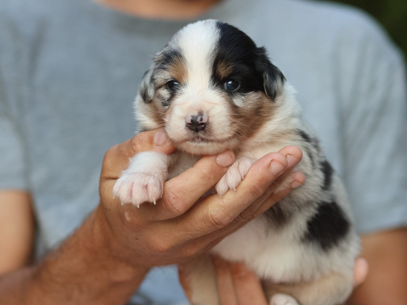 Semper Fidélis Aussie - Chiots disponibles - Berger Australien