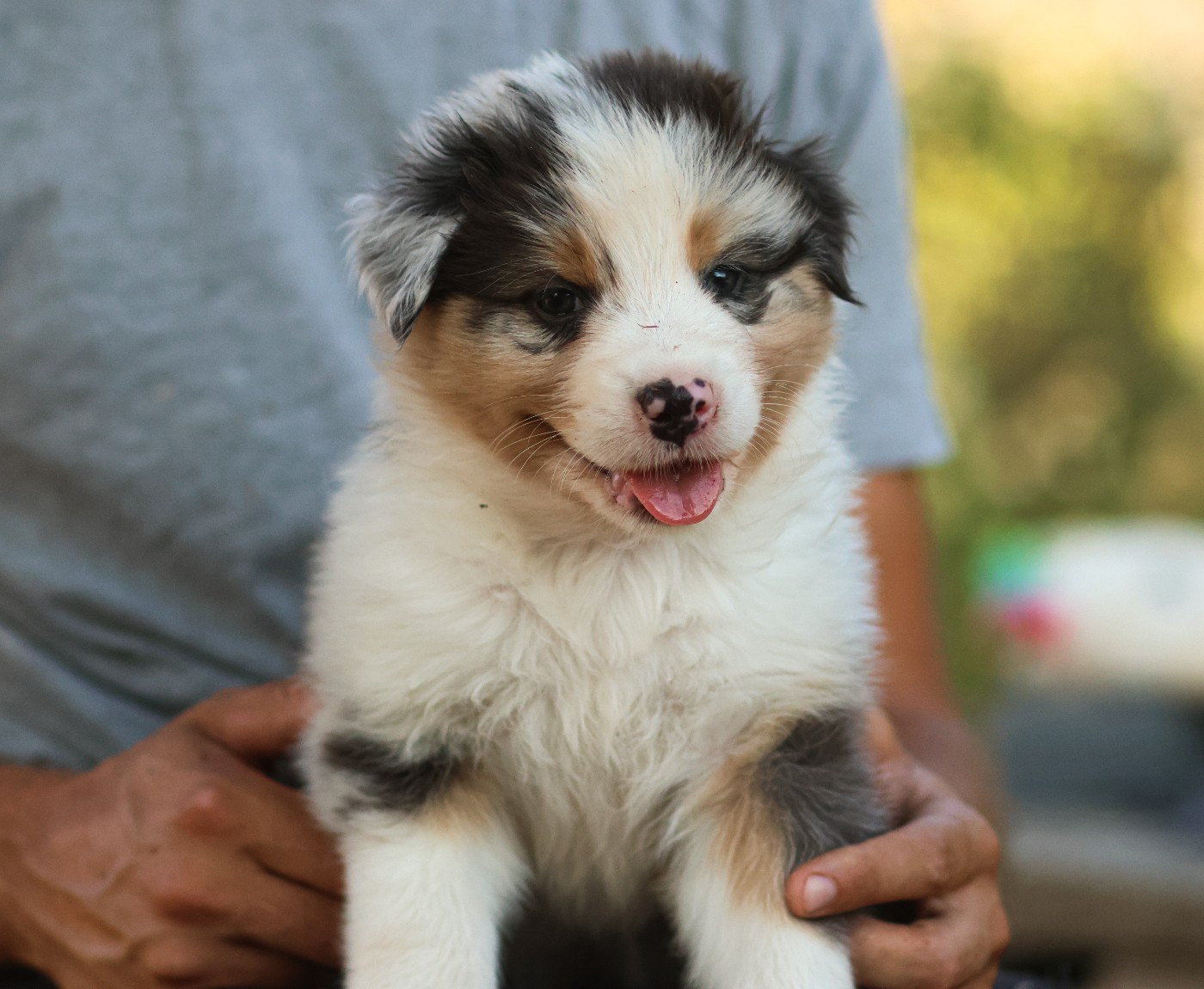 Semper Fidélis Aussie - Chiots disponibles - Berger Australien