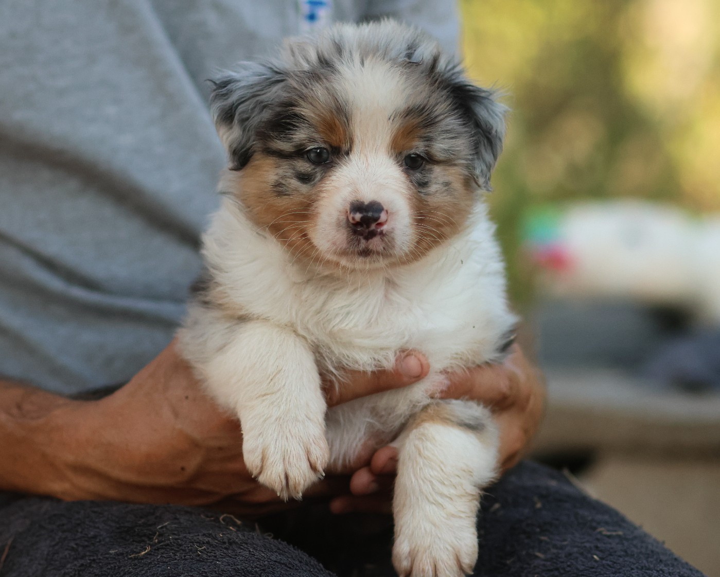 Semper Fidélis Aussie - Chiots disponibles - Berger Australien