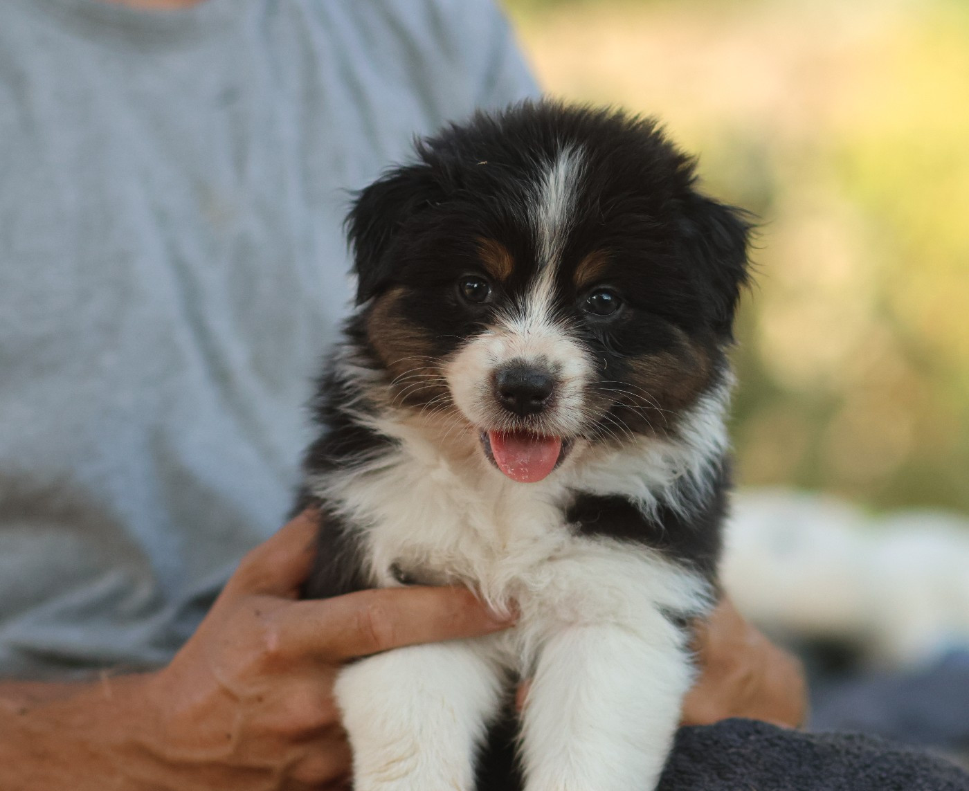 Semper Fidélis Aussie - Chiots disponibles - Berger Australien