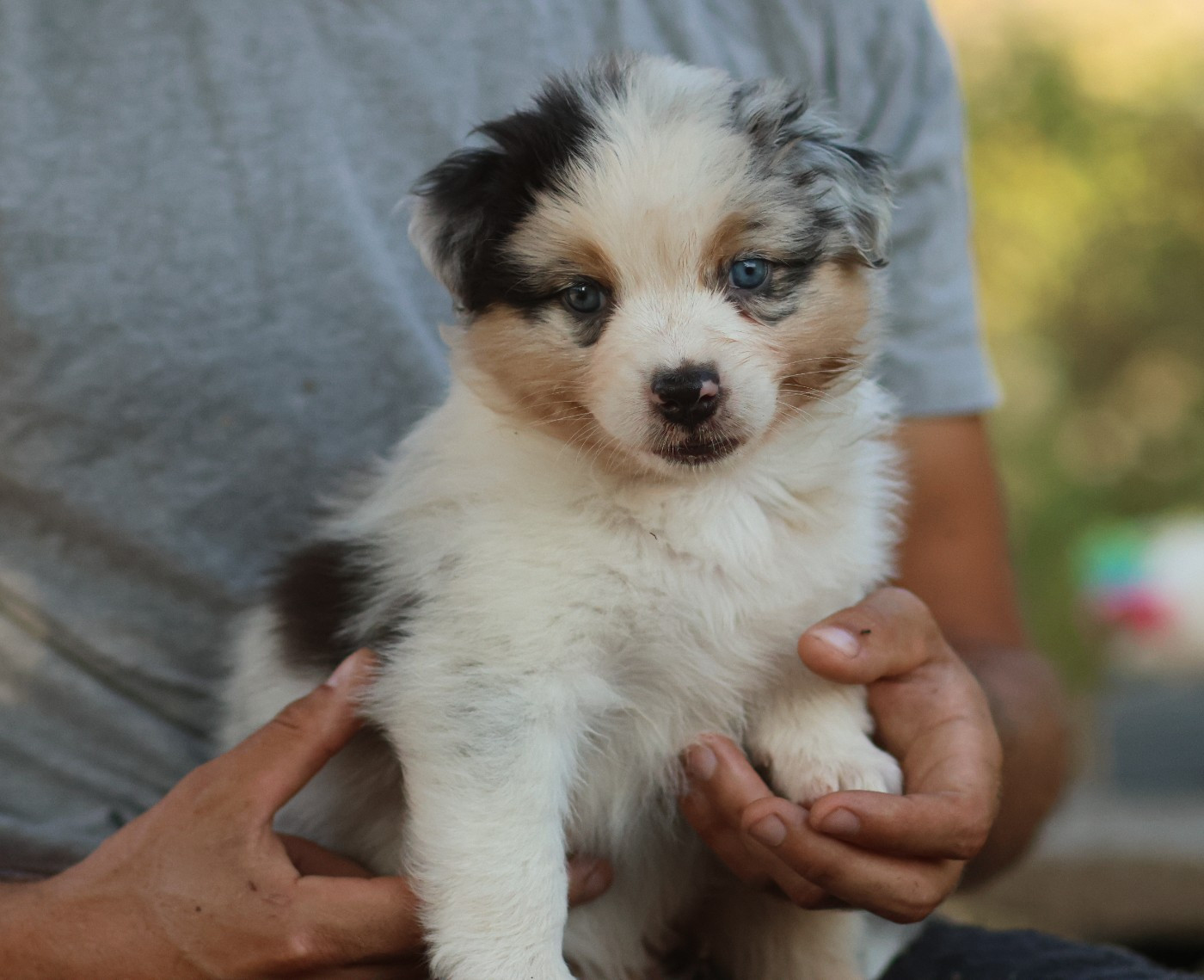 Semper Fidélis Aussie - Chiots disponibles - Berger Australien